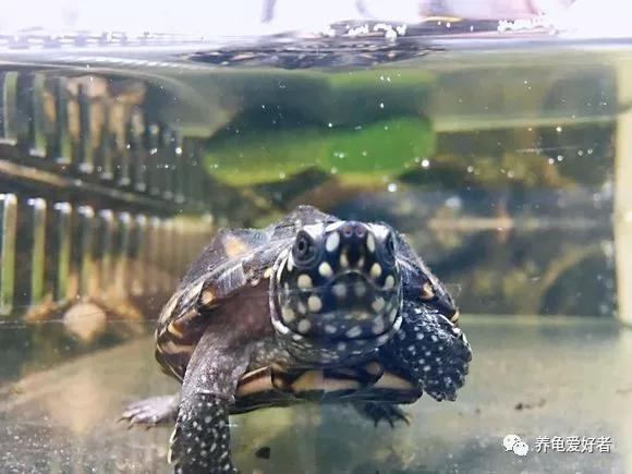 深水龟有哪些品种不需要晒台,斑点龟属于深水龟吗