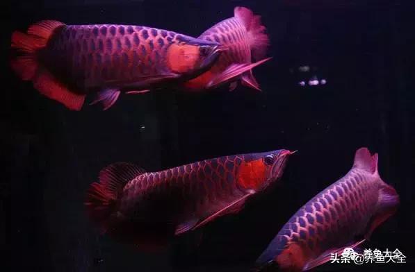 小六角龙鱼怎么养,养龙鱼知识视频