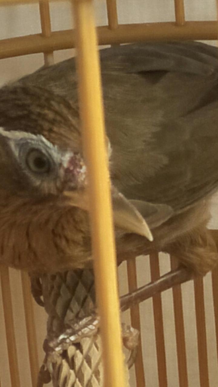 画眉鸟性格好不打架,小方头画眉鸟的性格