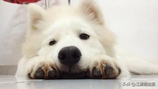 养了狗后我的苦恼,萨摩有4大缺点