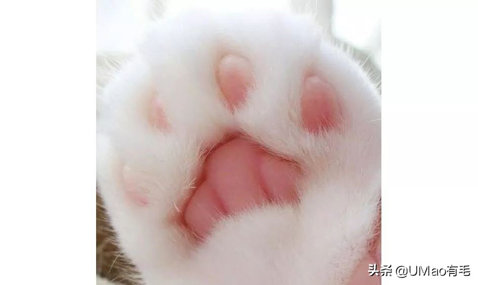 这套喵肉球vs口红色号匹配大全送你了！拿走不谢！