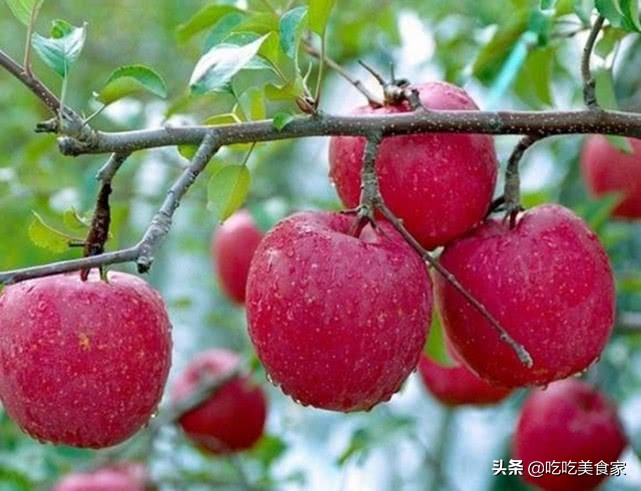 吃苹果要注意哪些禁忌,常吃苹果的注意事项