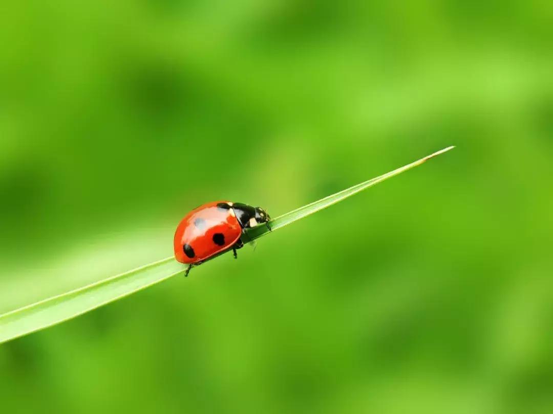 手把手教你拍摄微距花,春天拍花卉微距摄影镜头推荐