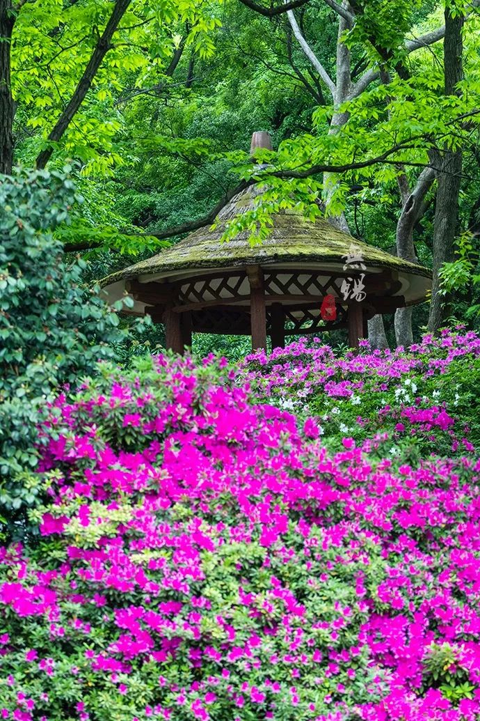 惠山古镇天下第二泉竹筒茶,惠山古镇天下第二泉