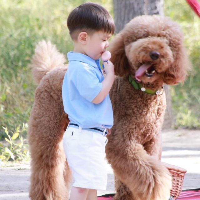 巨型贵宾犬好吗值得养吗,价格贵的大型犬