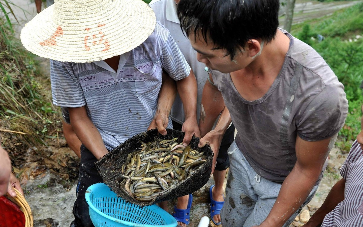 泥鳅对稻田有危害吗,稻田泥鳅为什么越来越少