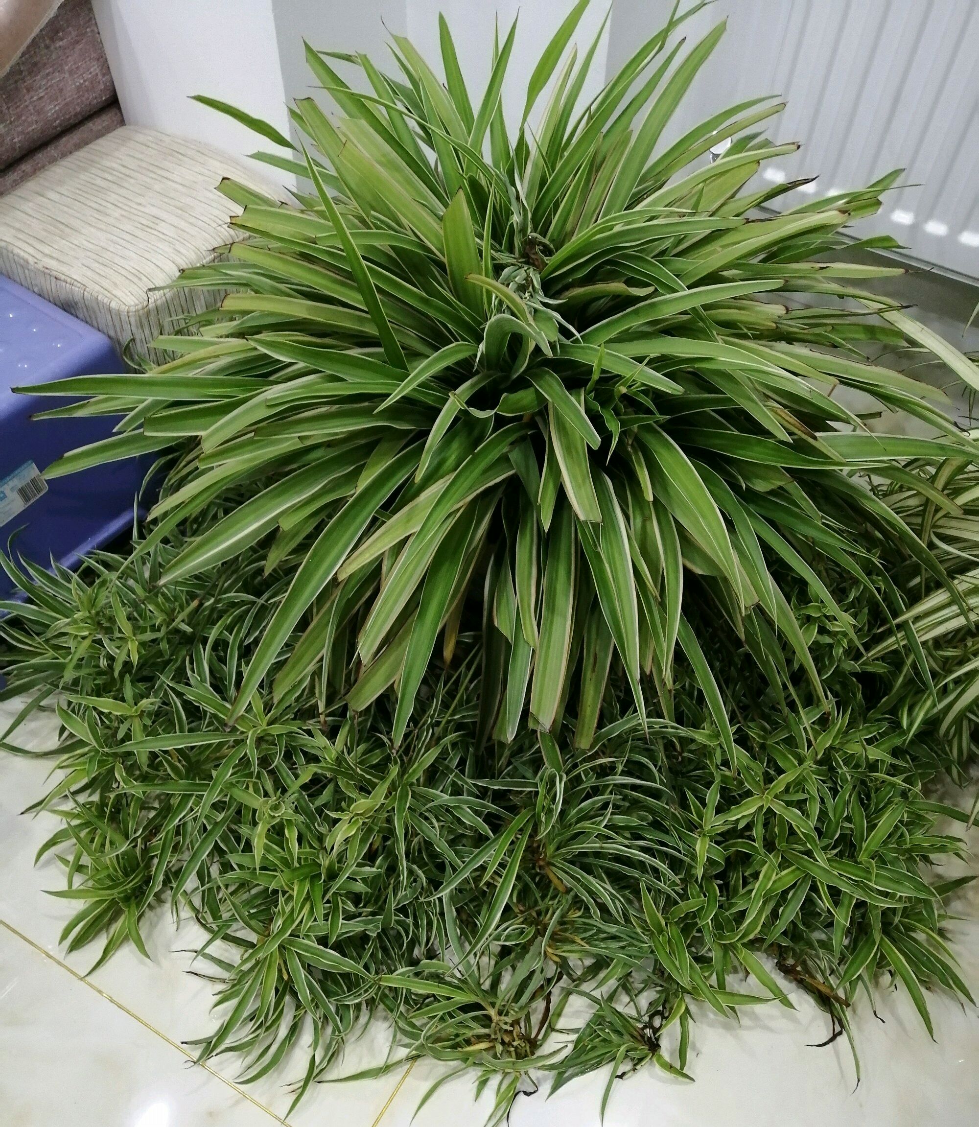 吊兰烂根后怎么办,吊兰烂根了换了土要浇水吗