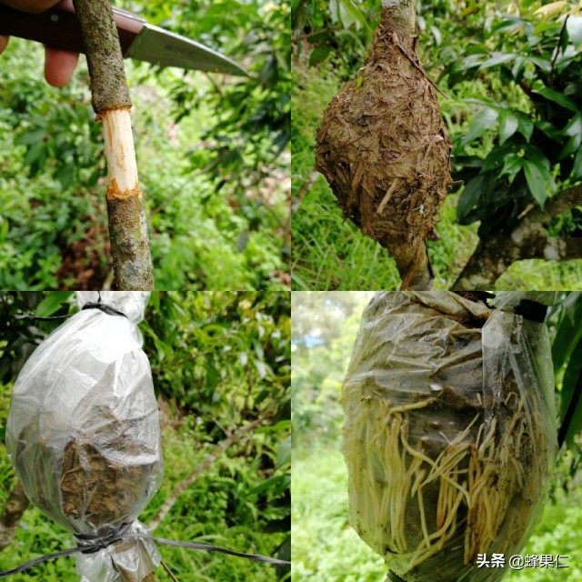 野生荔枝树,农村大量荔枝树