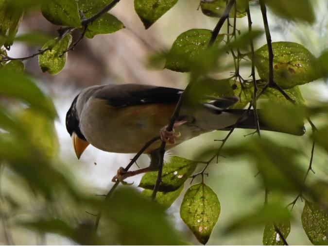 广州晓港公园拍到黑枕黄鹂,广州晓港公园简介
