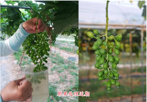 现在种植什么葡萄最赚钱,葡萄产业赚钱项目