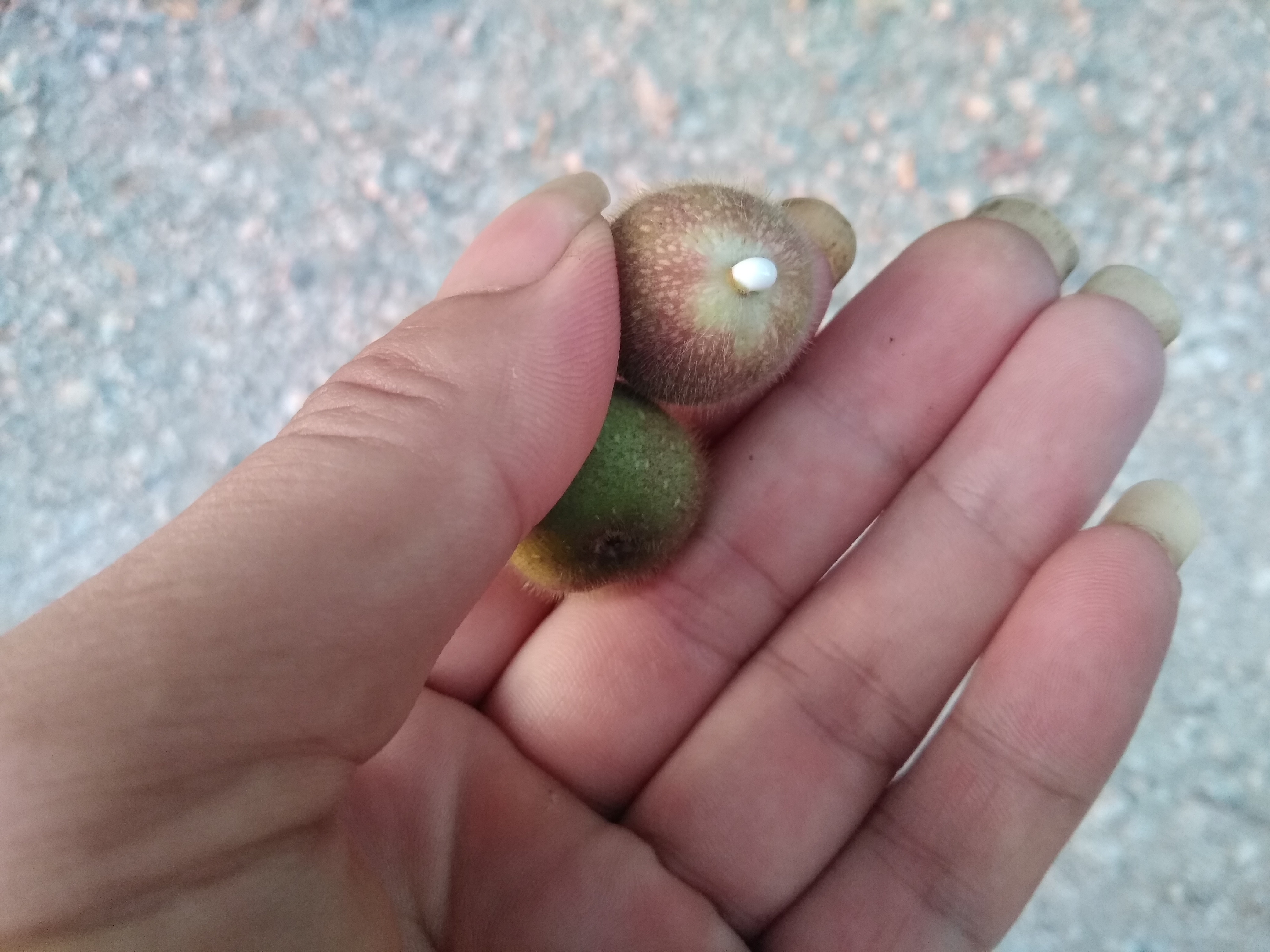 它像桃不是桃，全身长有毛，一掐流“牛奶”，根皮煲汤最养生