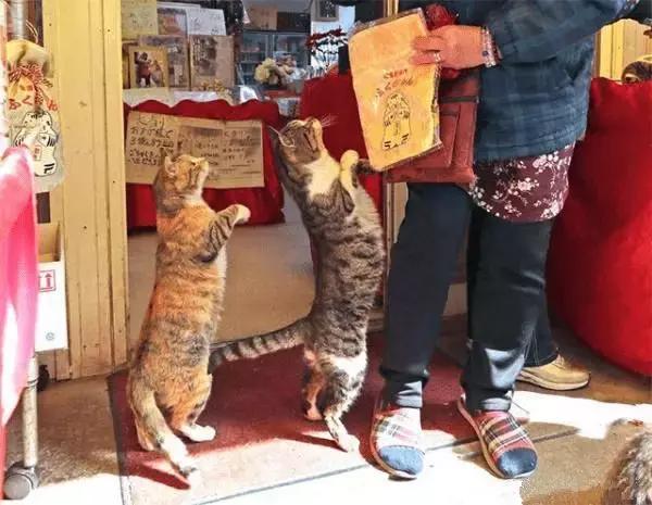 彩票店招财猫图片大全,招财猫中奖彩票