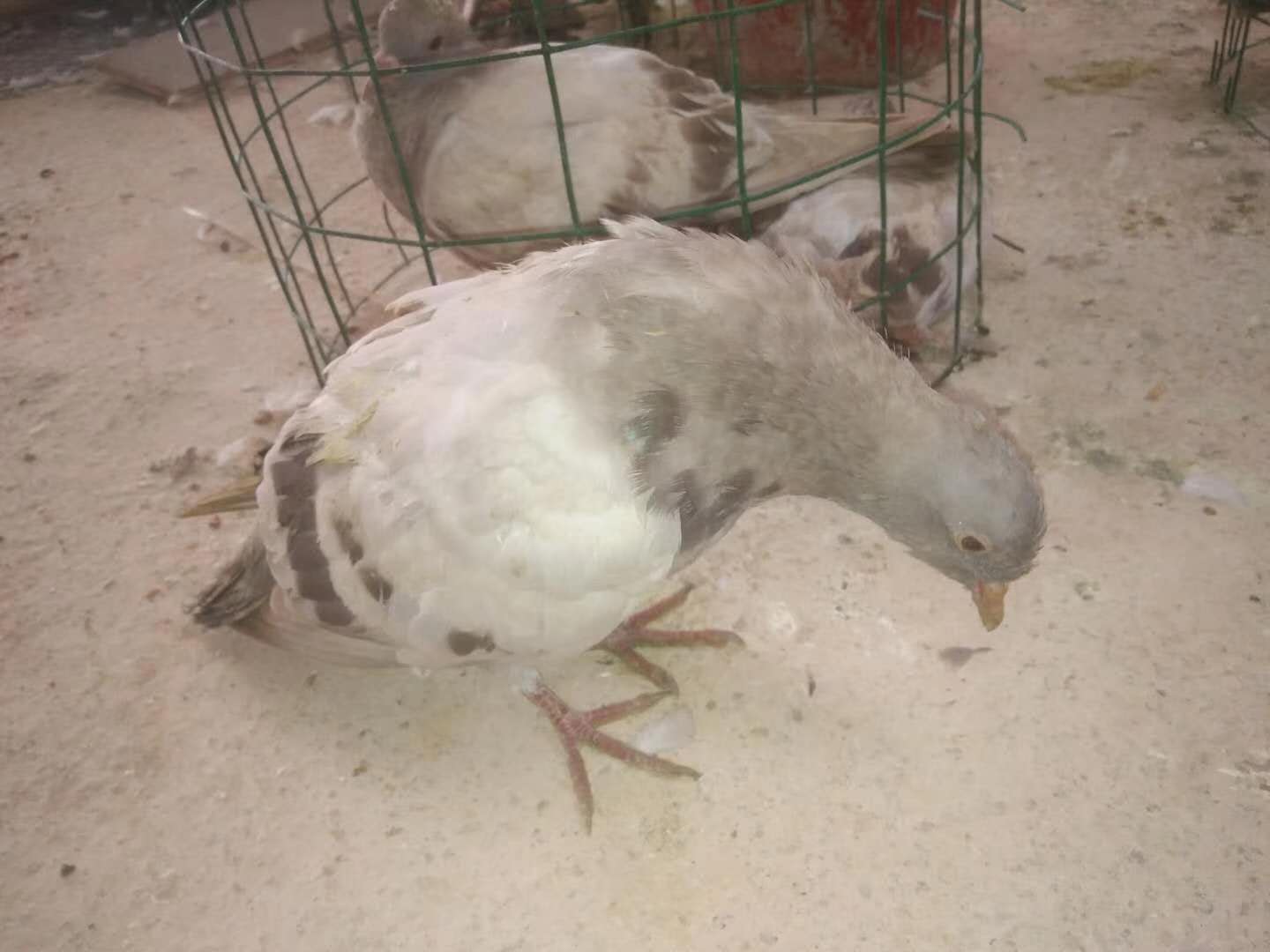 提高鸽子新城疫免疫力的方法疫苗的合理应用和特效药