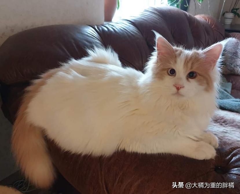 猫咪夹夹子是什么原因,猫咪夹尾巴什么意思