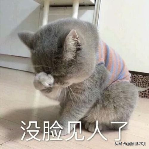 猫的胡须断了正不正常,猫眼睛上的胡须可以剪吗