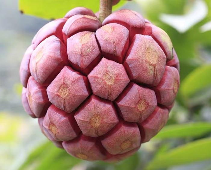 恶魔果实多少钱一瓶,恶魔果实水果多少钱一斤