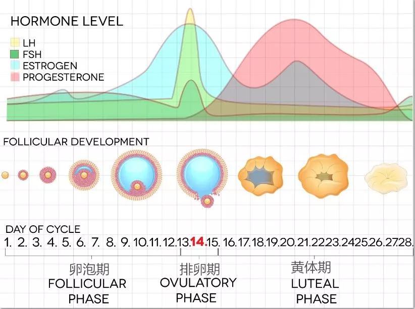试管打达菲林有褐色血,试管前打完达菲林20天出血了