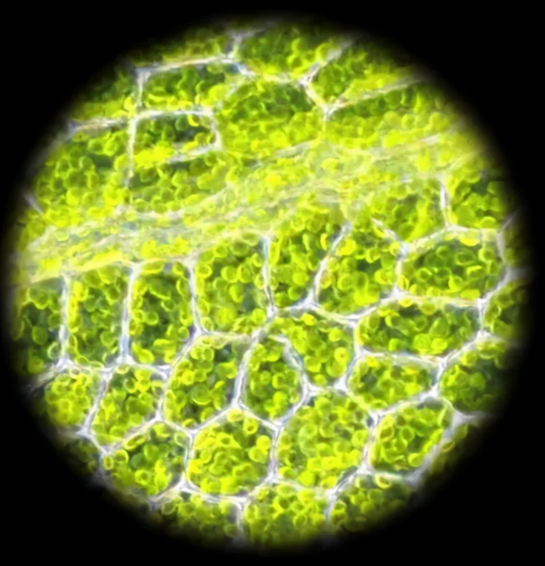 巴掌大的儿童显微镜，竟是NASA空间站望远镜的“弟弟”？