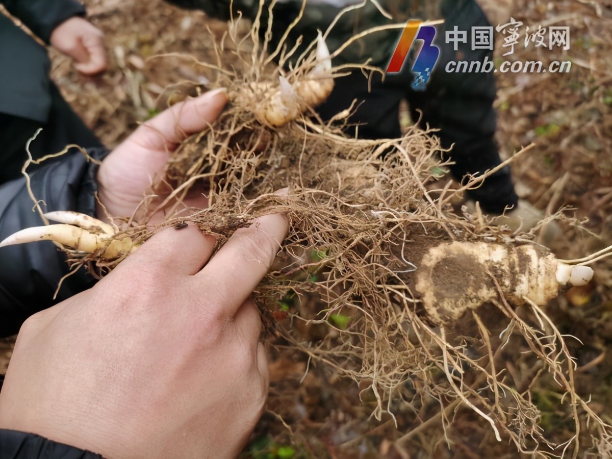 黄精的种植前景与经济效益,林下种植黄精经营模式