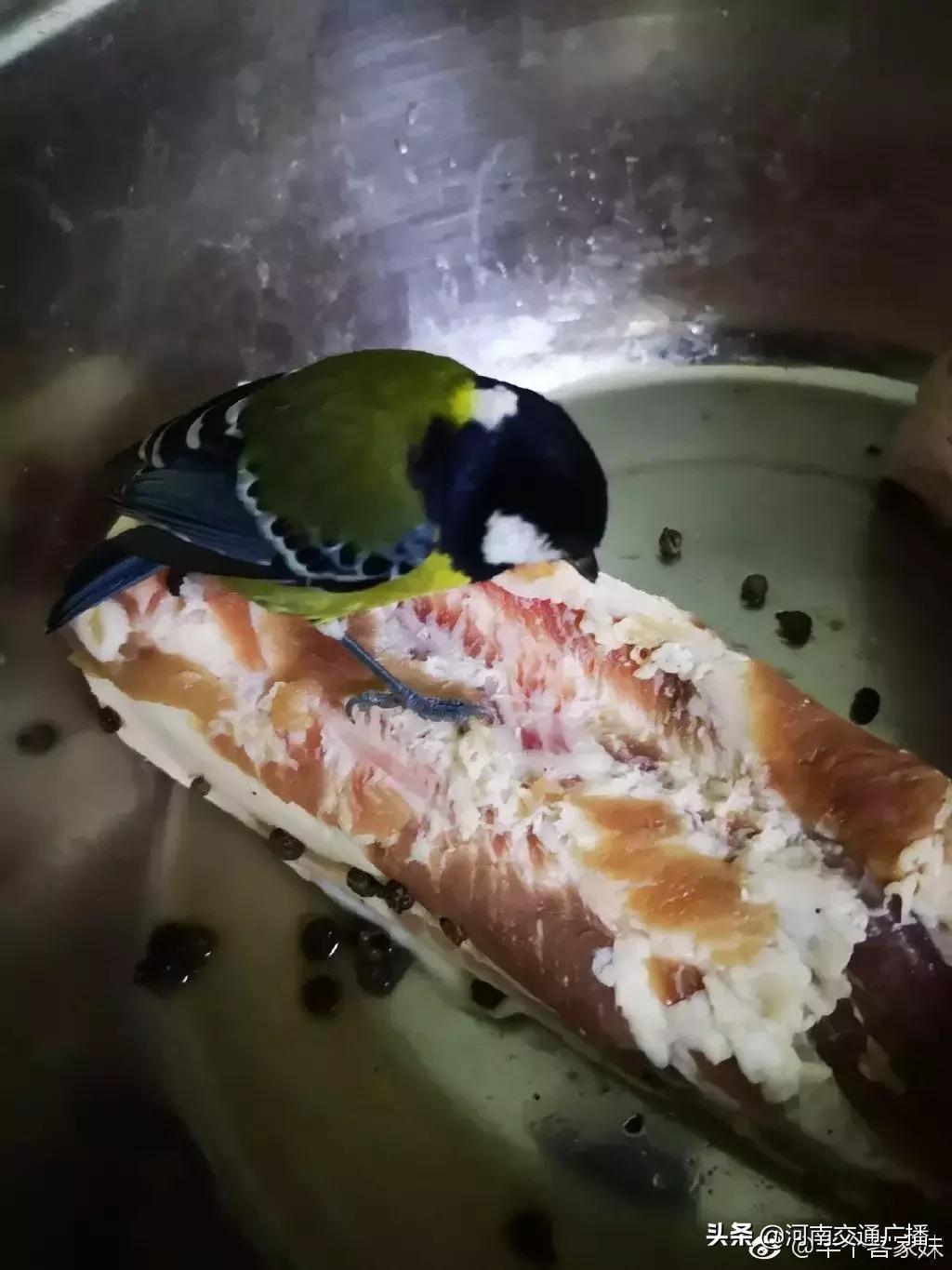 鸟儿偷吃香肠腊肉,香肠腊肉挂外面被鸟吃