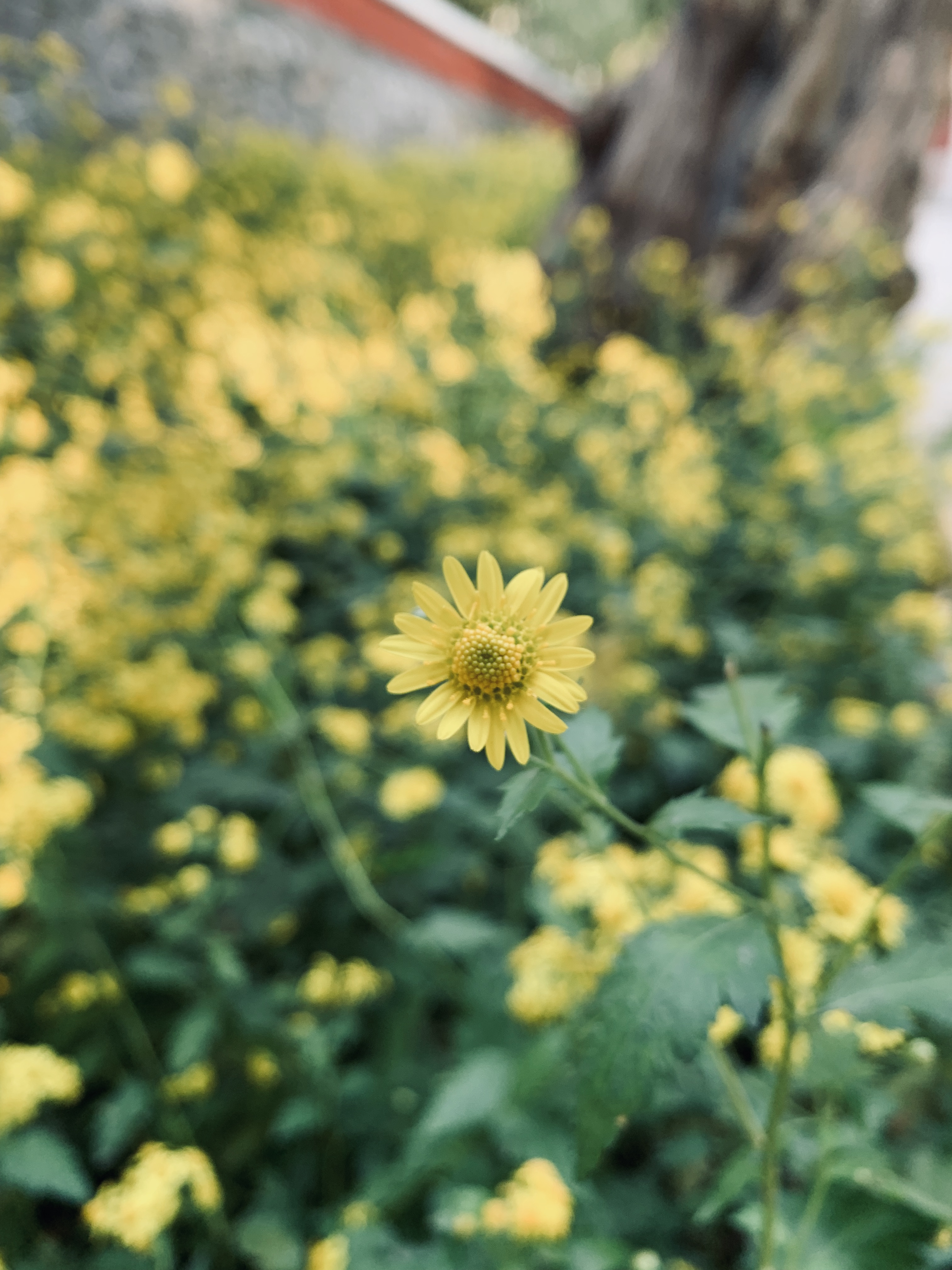 xr2019大边框,为什么xr的大边框看起来舒服