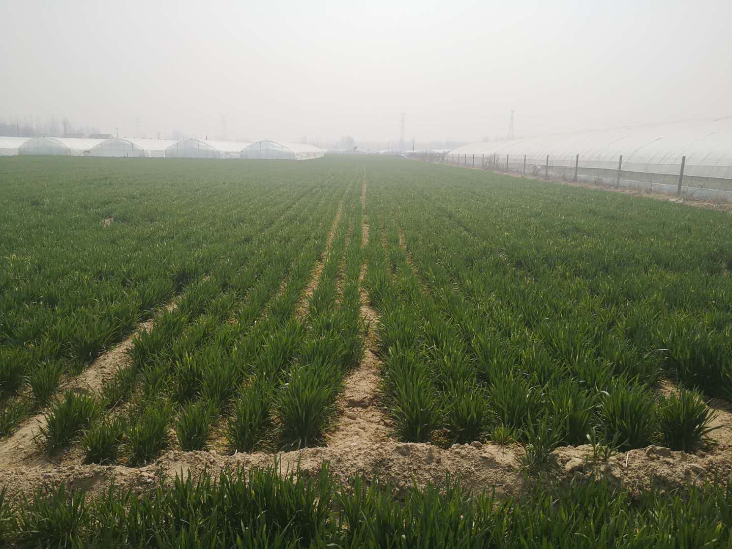 小麦拔节期浇水能增产吗,小麦拔节期用什么药能增产