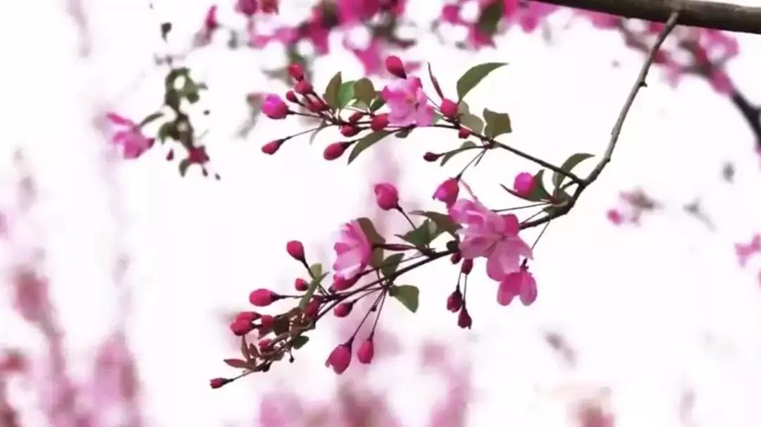 远看成都露天音乐公园最佳位置,成都三大天然音乐公园