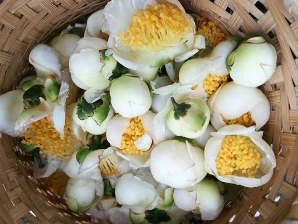 抹茶到底是怎么吃,抹茶到底有多难吃