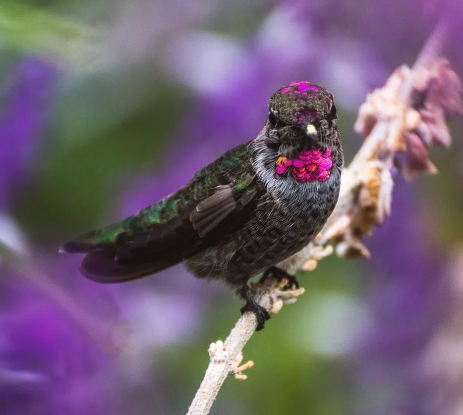 中国足球维京狮战吼,中国足球维京狮吼