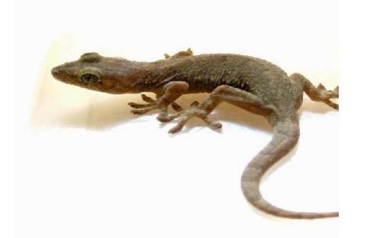 龟类的进化过程图片,龟鳖目动物外形特征