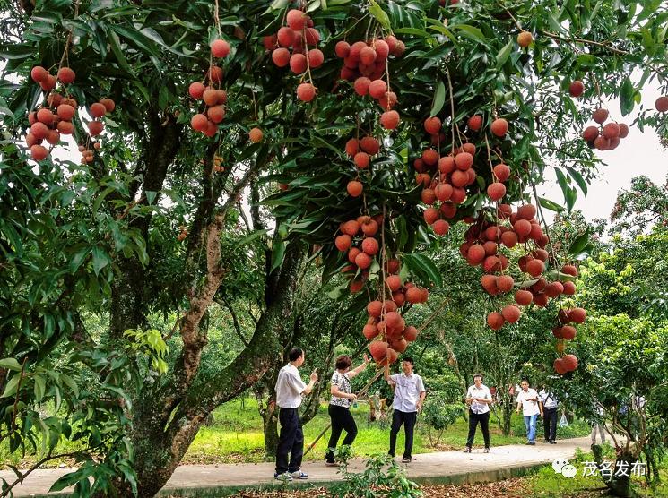 夏天的甜蜜延续到秋天,夏天的甜蜜甜在嘴里恋在心里