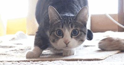 盘点养猫迷惑行为,养猫指南中的迷惑行为