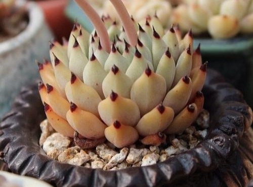 多肉长成树开花怎么办,多肉水桩变老桩杆子会变细吗