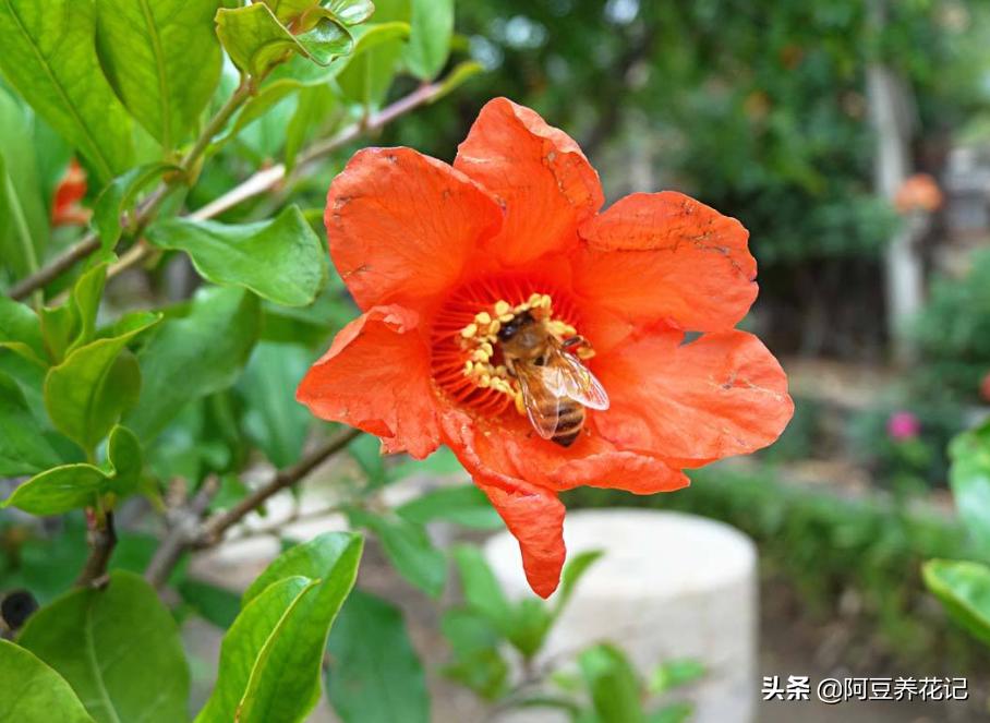 红牡丹石榴怎么养,教你如何养好花