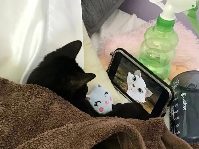 宠物谁能想到这是它最喜欢的玩具,网友分享宠物和它们最爱的玩具