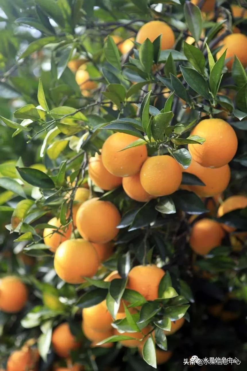 全国橙子产地在哪,中国橙子产地