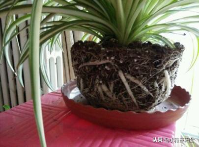 水培吊兰最好养的方法,水培吊兰怎么养才能更旺盛小妙招