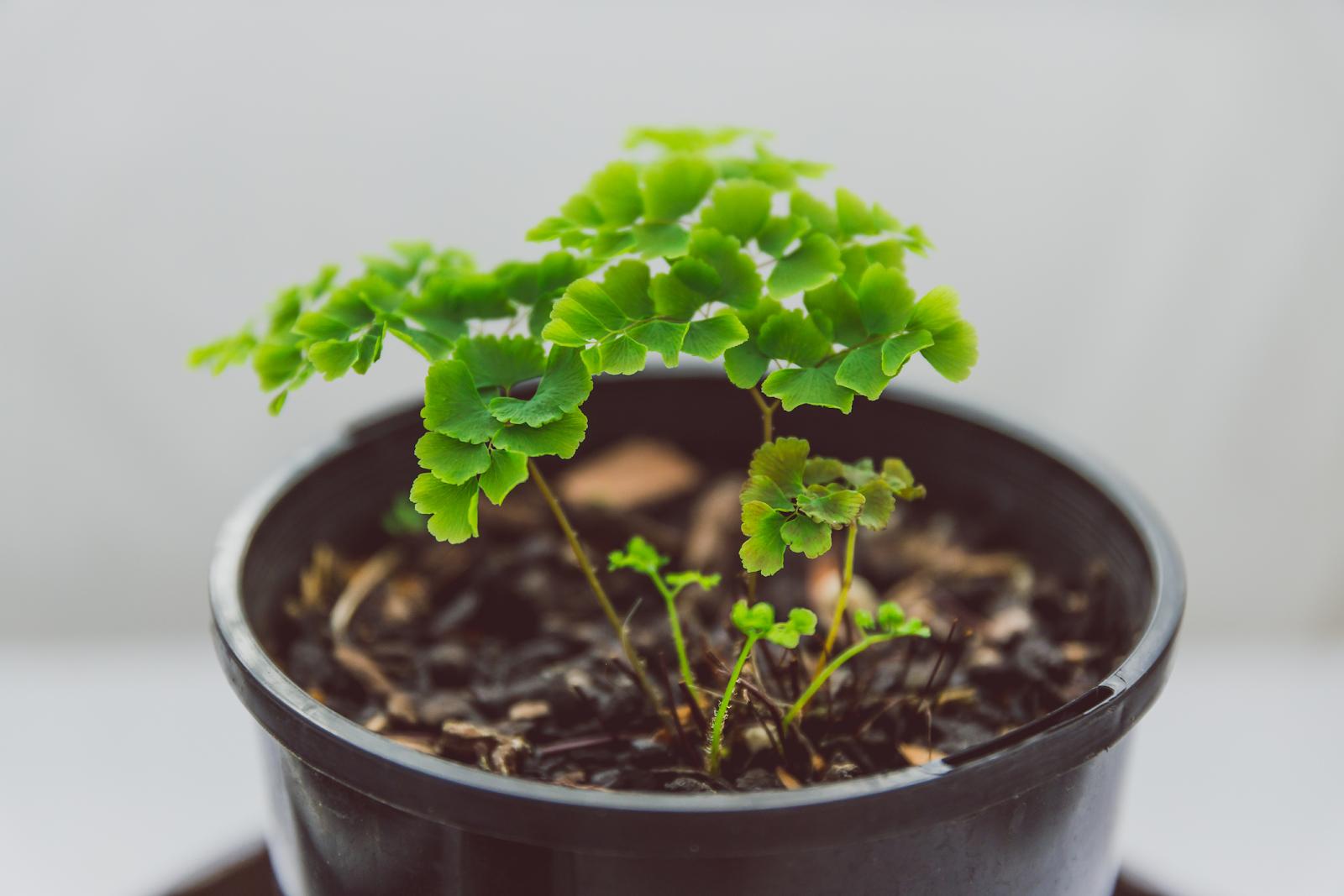 铁线蕨黄叶剪掉还是枯萎了，教你一招救活它，几周长出茂盛嫩叶