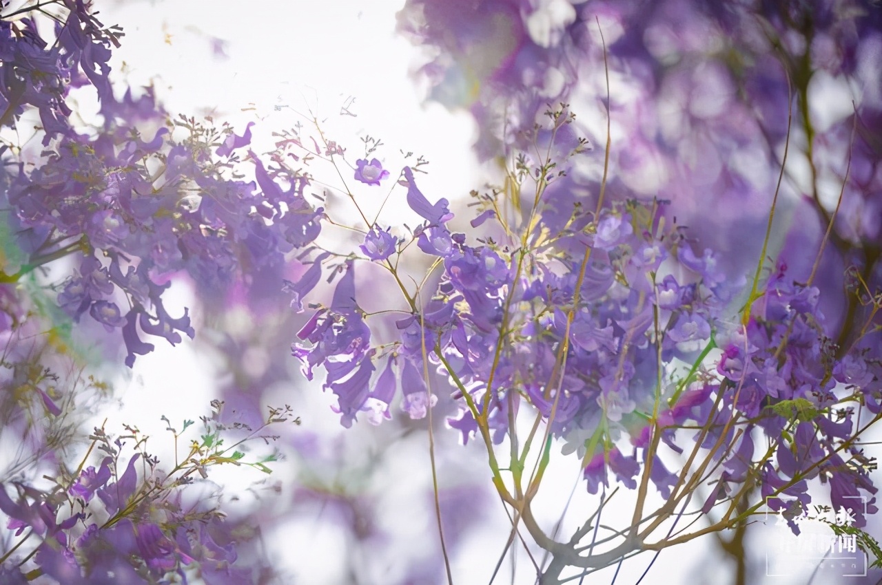莲华小学蓝花楹校区在哪里,莲华小学蓝花楹校区怎么样
