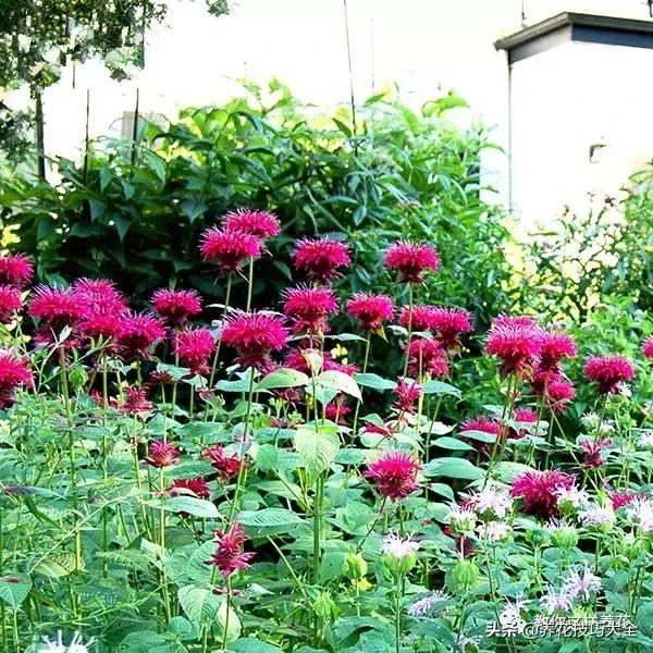 薄荷有清热解毒的作用吗,有一种特别清凉的薄荷