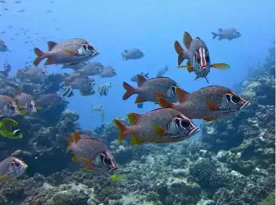 全球惊艳的10个海底世界，看到第一个就想出发！