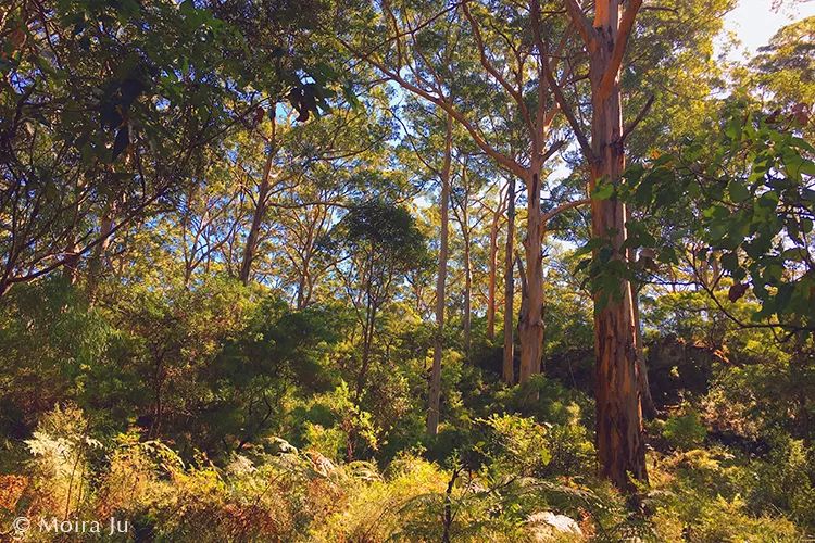 章子怡西澳,西澳大利亚十大挑战视频