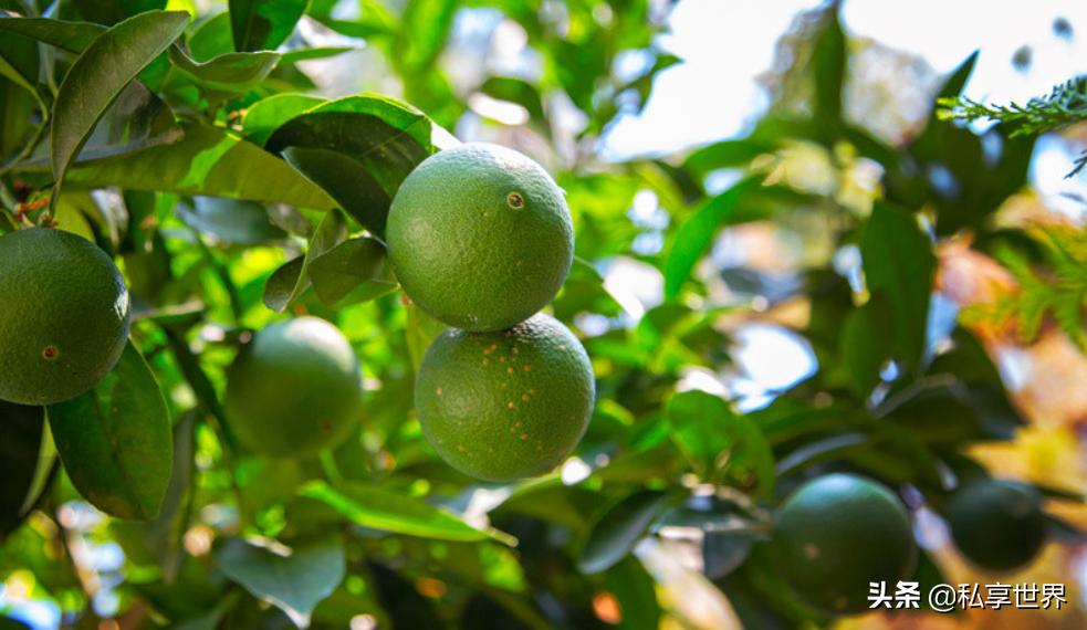 中国哪的橙子最出名,中国哪的橙子好吃产地排名