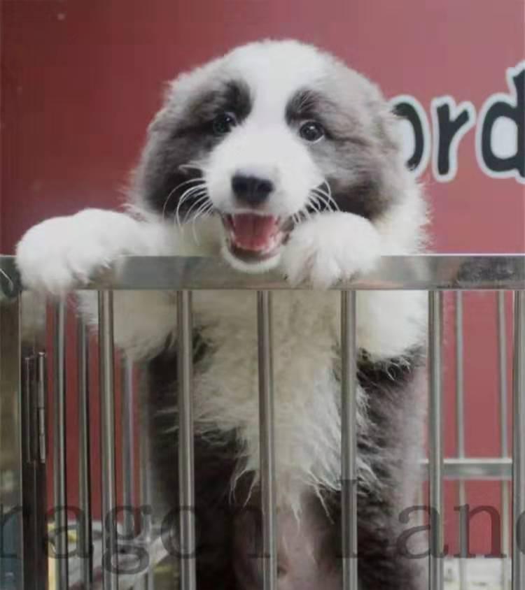 从小养边牧的经验,养边牧要投其所好