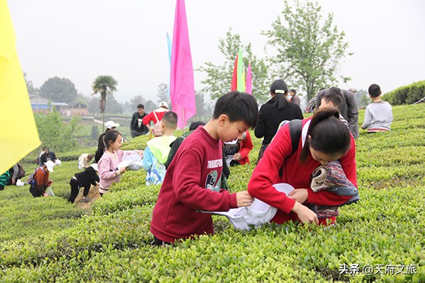 自贡荣县：茶香扑鼻惹人醉春游采茶正当时