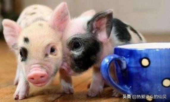 茶杯猪有多幸福,茶杯猪是什么样的猪