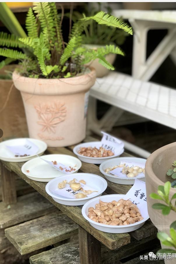 裸根百子莲的栽种方法,马蹄莲的球根种植方法图片大全