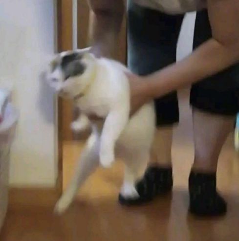 猫咪和主人的温馨时刻,和猫咪快乐的瞬间