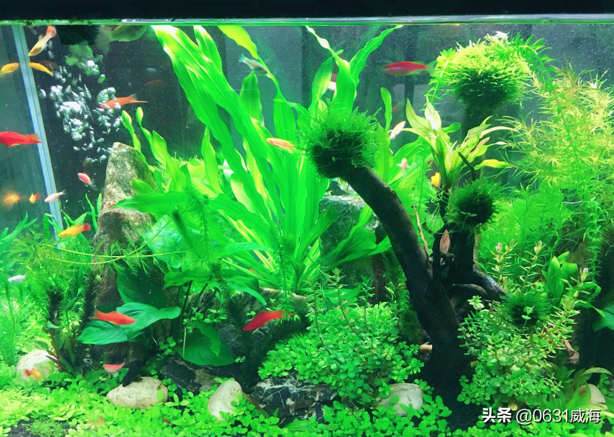 天气变暖鱼怎么反而不吃了,燕鱼水霉病和白毛病的区别