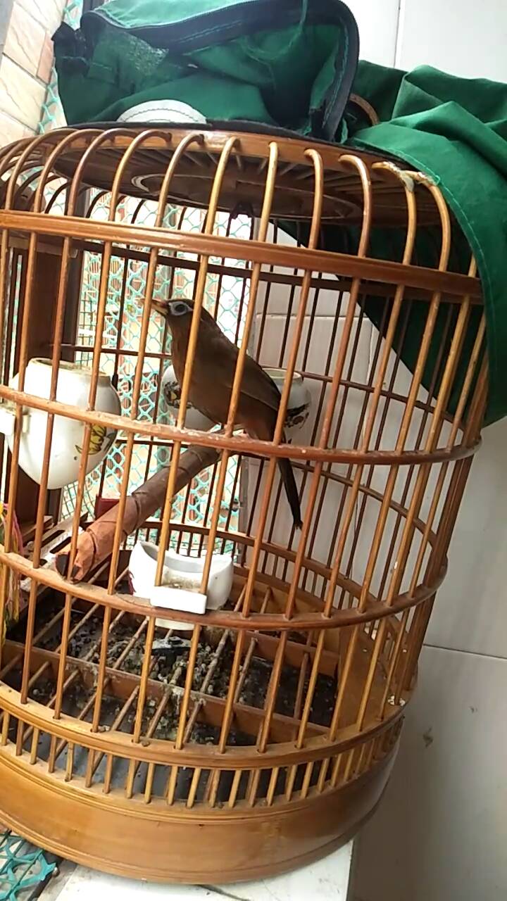 画眉鸟落性如何恢复,画眉鸟落性了要怎么办